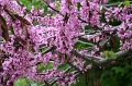 IMG_3556