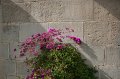 IMG_0917