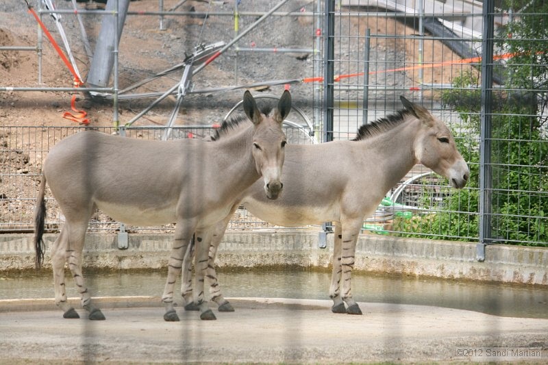 IMG_8051.JPG