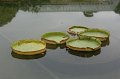 IMG_7981