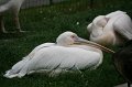 IMG_8089