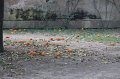 IMG_4435