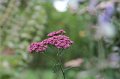 IMG_4579